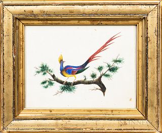 American School, 19th Century      Bird of Paradise