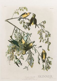 John James Audubon (1785-1851) Common Crossbill  , Plate 200