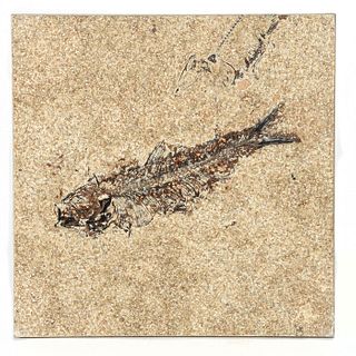 GREEN RIVER FOSSILIZED HONED TILE, KNIGHTIA FISH