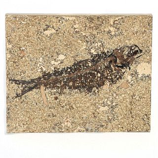 GREEN RIVER FOSSILIZED HONED TILE, KNIGHTIA FISH