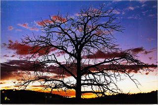 PHIL CRAWSHAY "TREE TOPS" ACRYLIC FACED PHOTOGRAPH