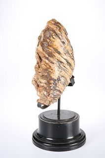 NATURAL HISTORY: A WOOLLY MAMMOTH TOOTH, North Sea, on stand. 20.5cm by 23.
