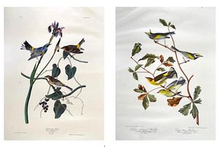 After John James Audubon (American 1785-1851)