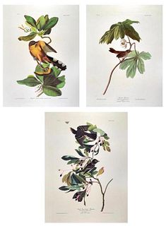 After John James Audubon (American 1785-1851)