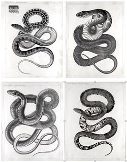 Emory's Report, Four Framed Reptile Lithographs