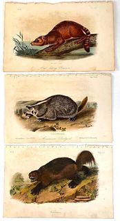 Three Plates by John James Audubon; Crab Eating