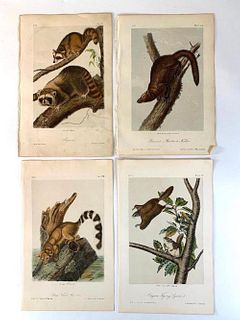Four Plates by John James Audubon; Raccoon, Pennants