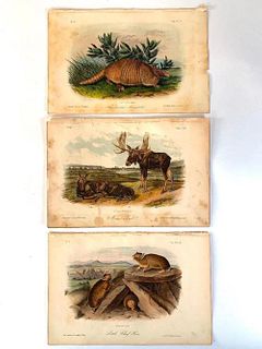 Three plates by John James Audubon; Nine Banded