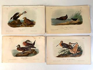 Four Audubon Plates of Water Birds