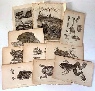 Collection of 10 Antique Engraved Zoological Plates