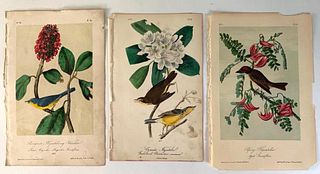 Three Audubon Birds, Flycatchers on Flowering Branches