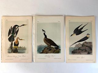 Three Audubon Plate of Water Birds