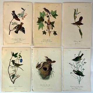 Six Audubon Plates of Birds in Nature