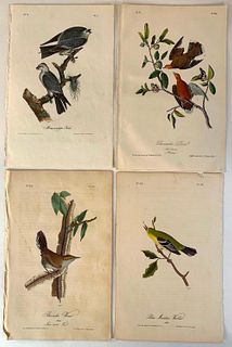 Four Audubon Plates of Birds in Nature