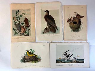 Five Audubon Plates of Birds in Nature