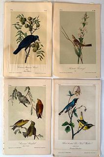Four Audubon Plates of Birds on Branches