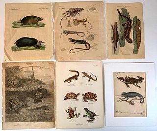 Six Antique Plates of Reptiles and Amphibians