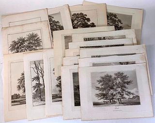 17 Engraved Plates of Trees by Edward Kennion