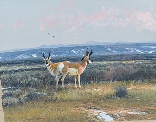 Michael Coleman | Two Pronghorn Antelope 