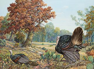 Orville Campbell | Wild Turkey in Landscape 