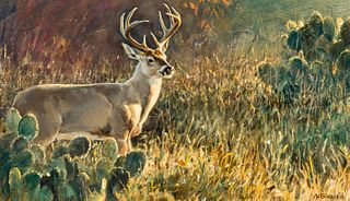 Nancy Glazier | Southwest Sundown-White Tailed Deer