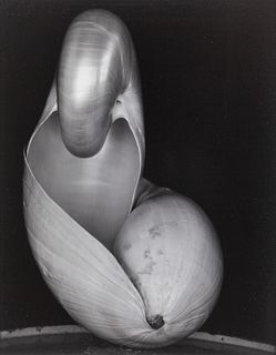 Edward Weston
(American, 1886-1958)
Shell