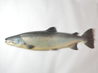 Large Farlow/Fochabers Co. salmon trophy fish.