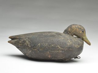 Hollow carved black duck, Nathan Cobb, Jr., Cobb Island, Virginia, 3rd quarter 19th century.