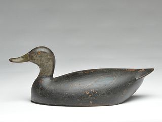 Black duck, circa 1900, Lake St. Clair.