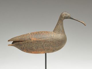 Large curlew from Cobb Island, Virginia.