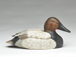 Canvasback drake, Mike Frady, New Orleans, Louisiana.