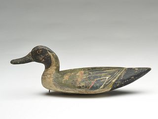 Pintail drake from New Orleans, 1st quarter 20th century.