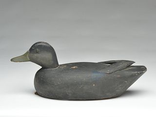 Rare and unusual black duck, Ike Goulet, Mt. Clemens, Michigan.