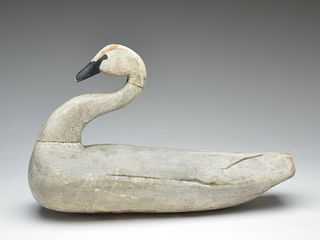 Early swan from Princess Anne Club, Currituck, North Carolina.