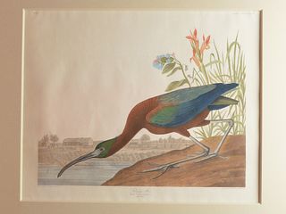 Original aquatint engraving, John James Audubon (1785-1851), PL 358 - Glossy Ibis.