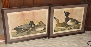 Pair of Audubon style prints of ducks