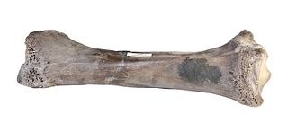 Prehistoric Fossilized Gomphothere Tibia Bone