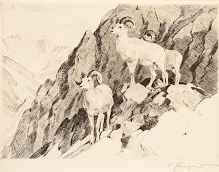 Carl Rungius (1869-1959), Dall Sheep