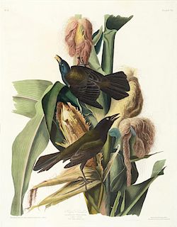 John James Audubon (1785-1851), Purple Grackle
