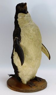 C1940 Antique Taxidermy Adelie Penguin Mount