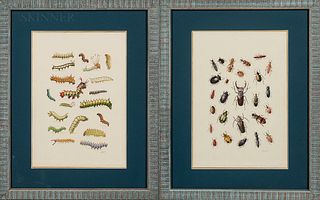 Jaggu Prasad (Indian, b. 1963)      Two Illustrations of Insects: Beetles