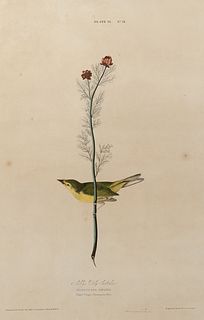 AUDUBON, John James (1785-1851).
Selby's Fly Catcher (Plate IX) 
Muscicapa Selbii