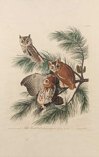 AUDUBON, John James (1785-1851).
Little Screech Owl (Plate XCVII) 
Strix asio