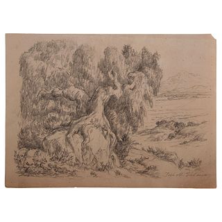 *Attributed to José María Velasco (Mexico, 1840 - 1912) Drawing of a tree, 19th century