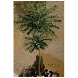 *Attributed to José María Velasco (Mexico, 1840 - 1912) Study of Acacia, 19th century