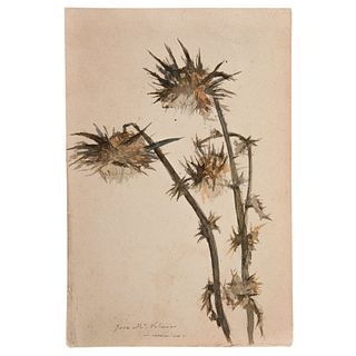 *Attributed to José María Velasco (Mexico, 1840 - 1912) Study of Flowers, 19th century