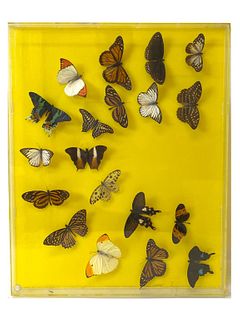 Framed Butterflies In Lucite