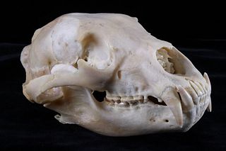 Montana Black Bear Skull Taxidermy