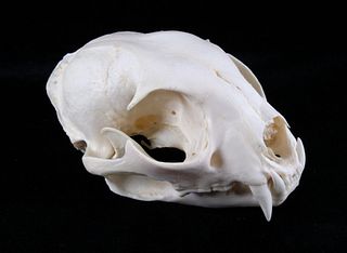 Montana Petite Trophy Bobcat Skull