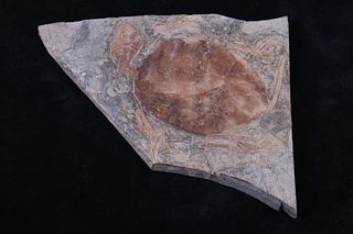 Complete Pre Historic Turtle Fossil